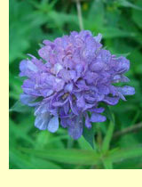  (Succisa pratensis Moench)